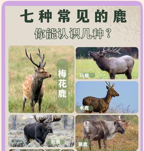 鹿怎么繁殖我的世界？繁殖过程是怎样的？