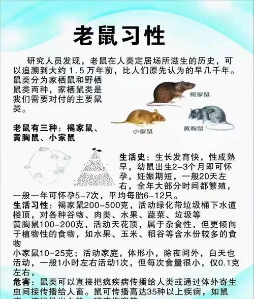水鼠繁殖方法是什么？繁殖后如何照顾？