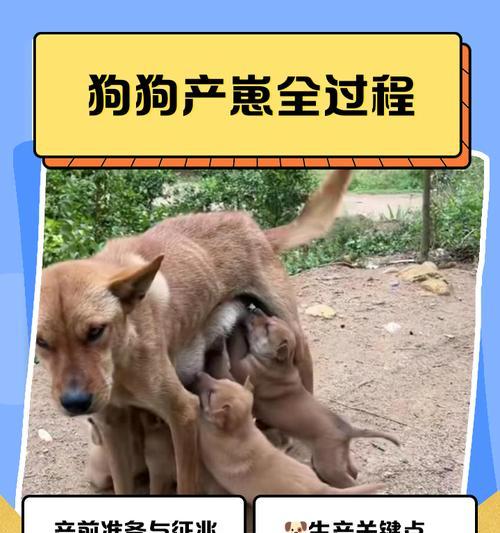 《我的世界》中狗蛋如何孵化？孵化狗蛋需要哪些条件？